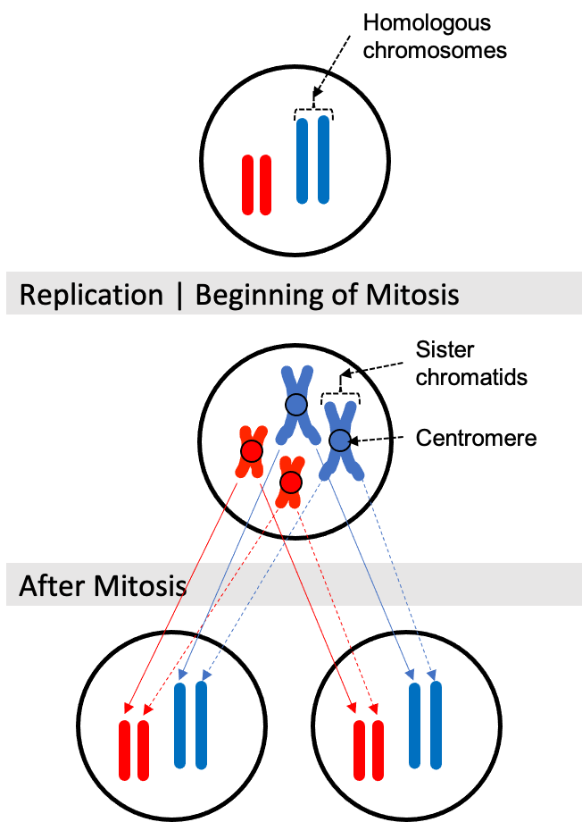 Chromosomal arrangement during mitosis.