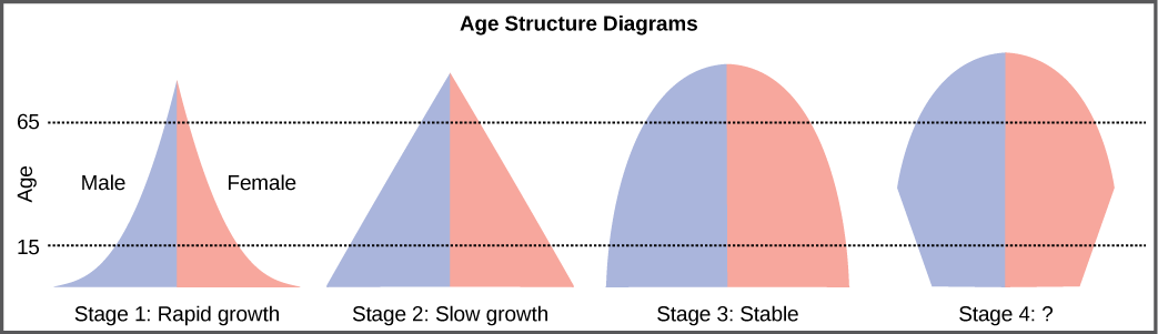 For the four different age structure diagrams shown, the base represents birth and the apex occurs around age 70. The age structure diagram for stage 1, rapid growth, is shaped like a deflated triangle that starts out wide at the base and rapidly decreases to a narrow apex, indicating that the number of individuals decreases rapidly with age. The age structure diagram for stage 2, slow growth, is triangular in shape, indicating that the number of individuals decreases steadily with age. The age structure diagram for stage 3, stable growth, is rounded at the top, indicating that the number of individuals per age group decreases gradually at first, then increases for the older portion of the population. The final age structure diagram, stage 4, widens from the base to middle age, then narrows to a rounded top. The population type indicated by this diagram is not given, as this is part of the art connection question.