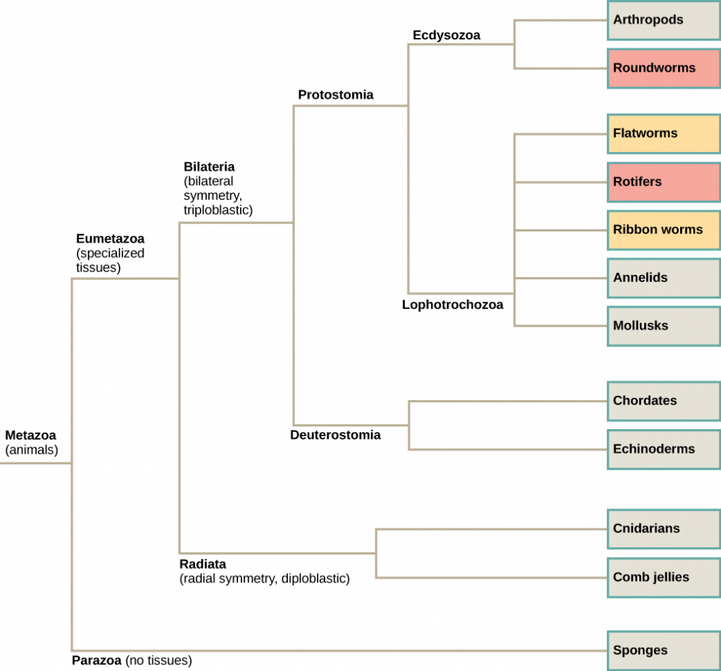 The phylogenetic tree of metazoans, or animals, branches into parazoans with no tissues and eumetazoans with specialized tissues. Parazoans include Porifera, or sponges. Eumetazoans branch into Radiata, diploblastic animals with radial symmetry, and Bilateria, triploblastic animals with bilateral symmetry. Radiata includes cnidarians and ctenophores (comb jellies). Bilateria branches into Protostomia and Deuterostomia, which possess a body cavity. Deuterostomes include chordates and echinoderms. Protostomia branches into Lophotrochozoa and Ecdysozoa. Ecdysozoa includes arthropods and nematodes, or roundworms. Lophotrochozoa includes Mollusca, Annelida, Nemertea, which includes ribbon worms, Rotifera, and Platyhelminthes, which includes flatworms.