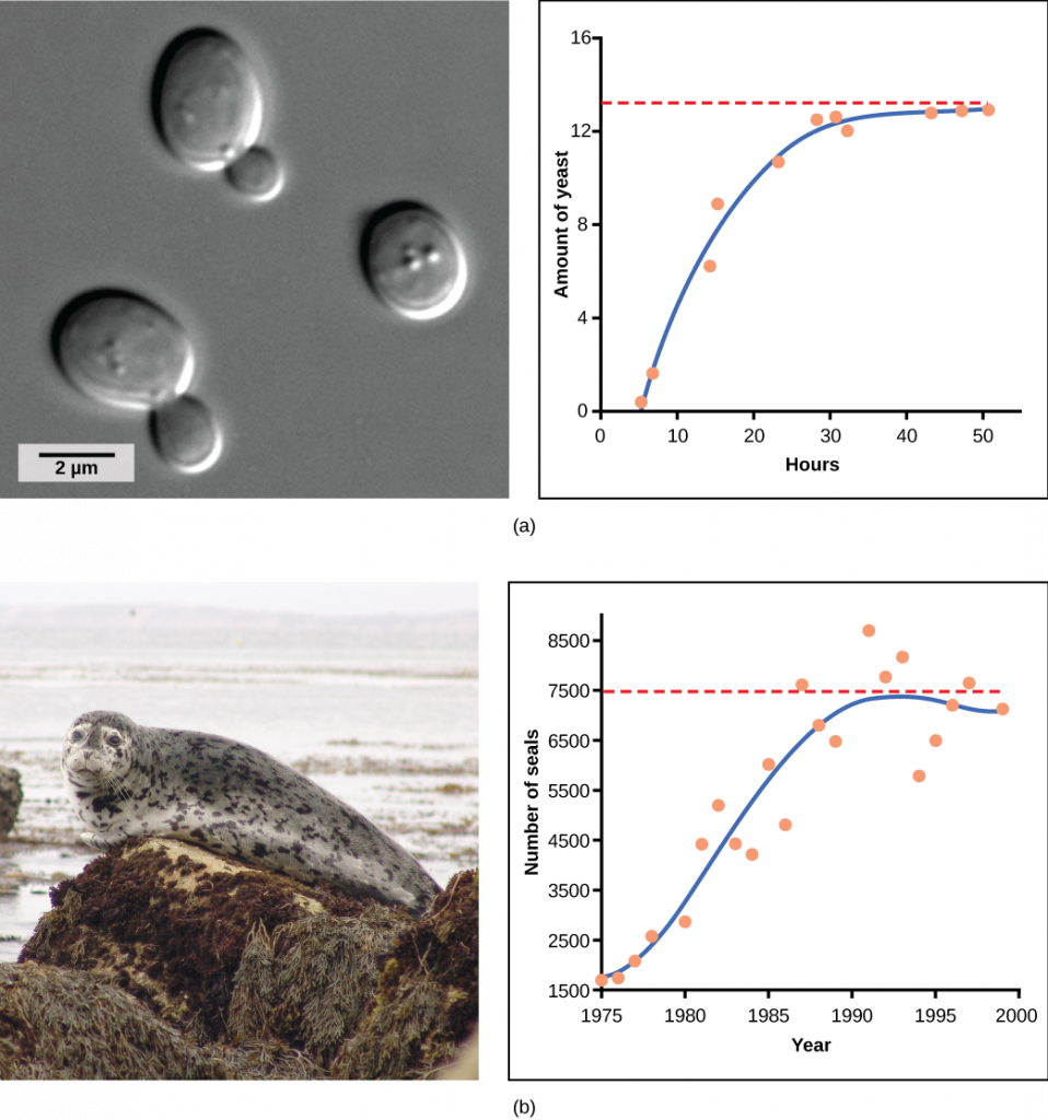 Graph (a) plots amount of yeast versus time of growth in hours. The curve rises steeply, and then plateaus at the carrying capacity. Data points tightly follow the curve. Graph (b) plots the number of harbor seals versus time in years. Again, the curve rises steeply then plateaus at the carrying capacity, but this time there is much more scatter in the data. A micrograph of yeast cells, which are oval in shape, and a photo of a harbor seal are shown.