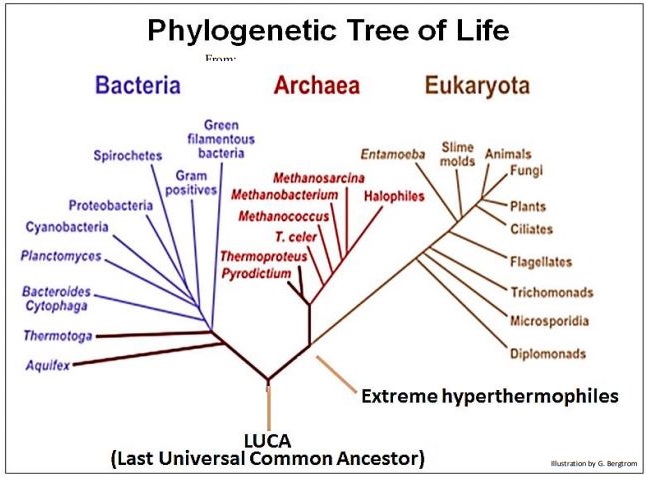 Image depicts the phylogenetic tree of life