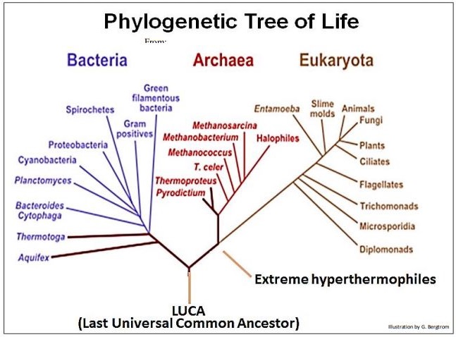 tree of life biology