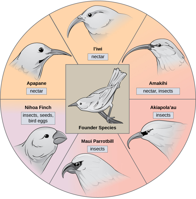 The illustration shows a wheel with the founder species at the hub. The spokes of the wheel are six modern honeycreeper bird species that evolved from the founder bird species. Five of these birds eat insects and or nectar and have long, thick beaks; these are the Apapane, Liwi, Amakihi, Akiapola'au and Maui Parrotbill. The Nihoa Finch has a short, fat beak and eats insects, seeds, and bird eggs.