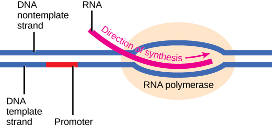 Illustration shows a template strand and nontemplate strand of DNA, with a promoter section in red on the template strand. Downstream of the promoter is an RNA polymerase where RNA is being synthesized.