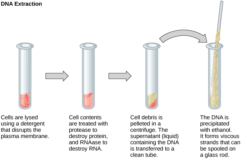This illustration shows the four main steps of DNA extraction. In the first step, cells in a test tube are lysed using a detergent that disrupts the plasma membrane. In the second step, cell contents are treated with protease to destroy protein, and RNAase to destroy R N A. The resulting slurry is centrifuged to pellet the cell debris. The supernatant, or liquid, containing the D N A is then transferred to a clean test tube. The D N A is precipitated with ethanol. It forms viscous, mucous-like strands that can be spooled on a glass rod