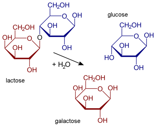 Hydrolysis of lactose
