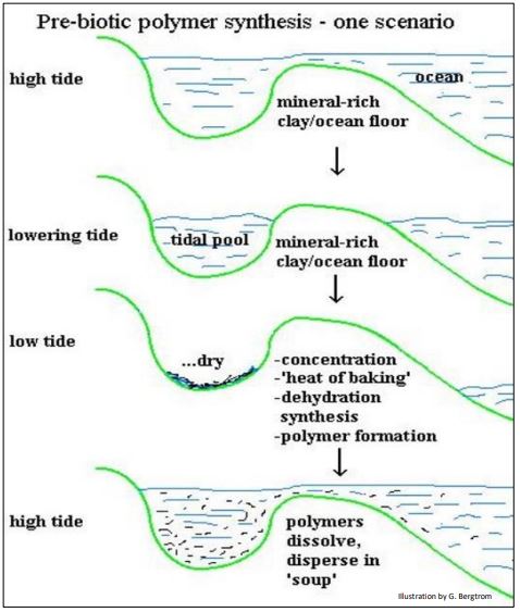 Image depicts tidal pool scenario