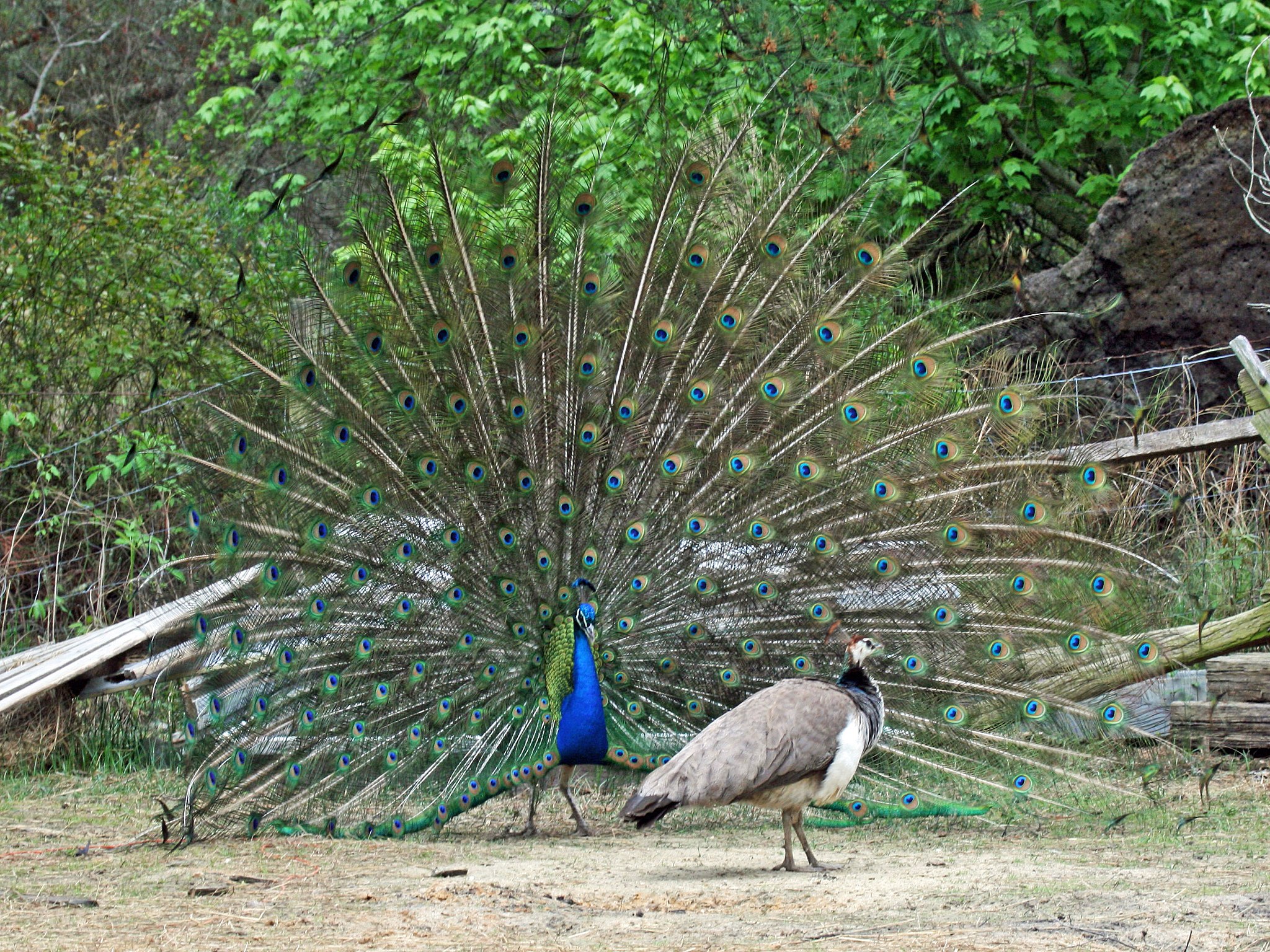 Photo depicts a male and female peacock