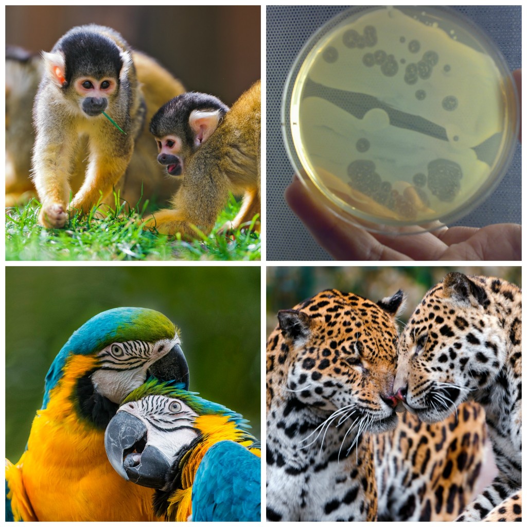 Collage: Squirrel monkeys playing in the grass, a petri dish full of bacteria, two macaws cuddling each other, and two jaguars rubbing their faces together