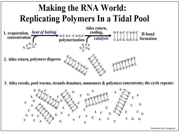 Image depicts replicating polymers in a tidal pool