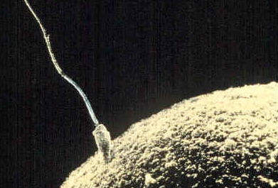 Photo depicts a human sperm and egg to scale