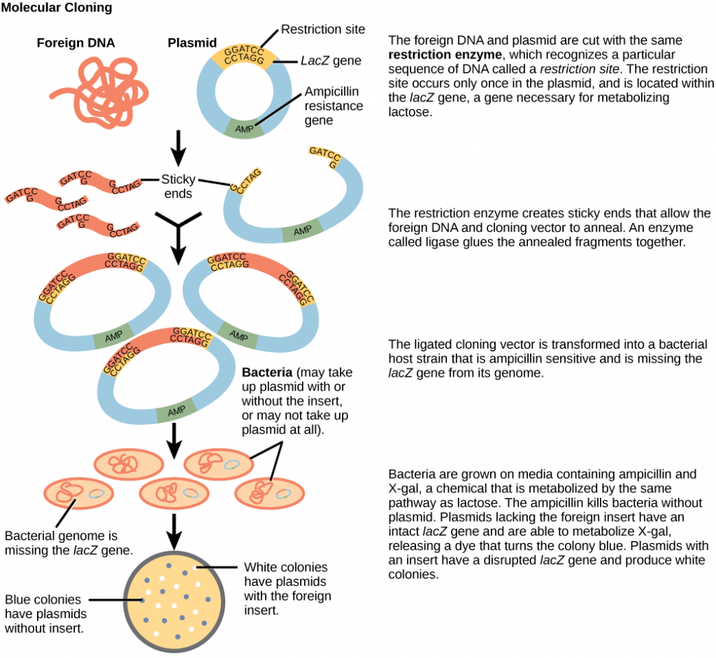This figure illustrates the steps in molecular cloning into a plasmid called a cloning vector. The vector has a lac Z gene, which is necessary for metabolizing lactose, and a gene for ampicillin resistance. Within the lac Z gene are restriction sites, sequences of D N A cut by a particular restriction enzyme. The D N A to be cloned and the plasmid are both cut by the same restriction enzyme. The restriction enzyme staggers the cuts on the two strands of D N A, such that each strand has an overhanging single-stranded bit of D N A. On one strand, the sequence of the overhang is G A T C, and on the other, the sequence is C T A G. These two sequences are complementary, and allow the fragment of foreign D N A to anneal with the plasmid. An enzyme called ligase joins the two pieces together. The ligated plasmid is then transformed into a bacterial strain that lacks the lac Z gene and is sensitive to the antibiotic ampicillin. The bacteria are plated on media containing ampicillin, so that only bacteria that have taking up the plasmid; which has an ampicillin resistance gene; will grow. The media also contains X gal, a chemical that is metabolized in the same way as lactose. Plasmids lacking the insert are able to metabolize X gal, releasing a dye from X gal that turns the colony blue. Plasmids with the insert have a disrupted lac Z gene and produce white colonies. Thus, colonies containing the cloned D N A can be selected on the basis of color.