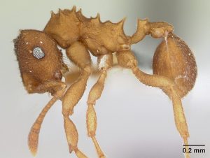 Photo of a fungus-farming ant.