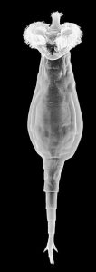 Photo of the bdelloid rotifers