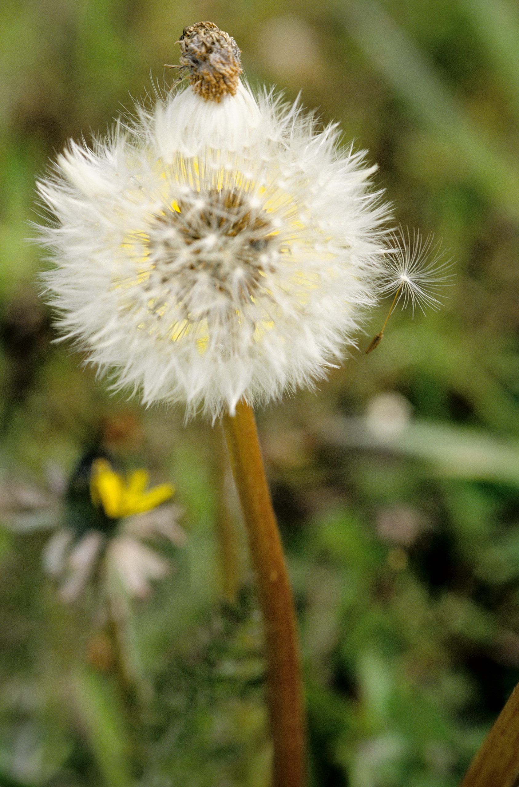 Photo of dandelion seeds