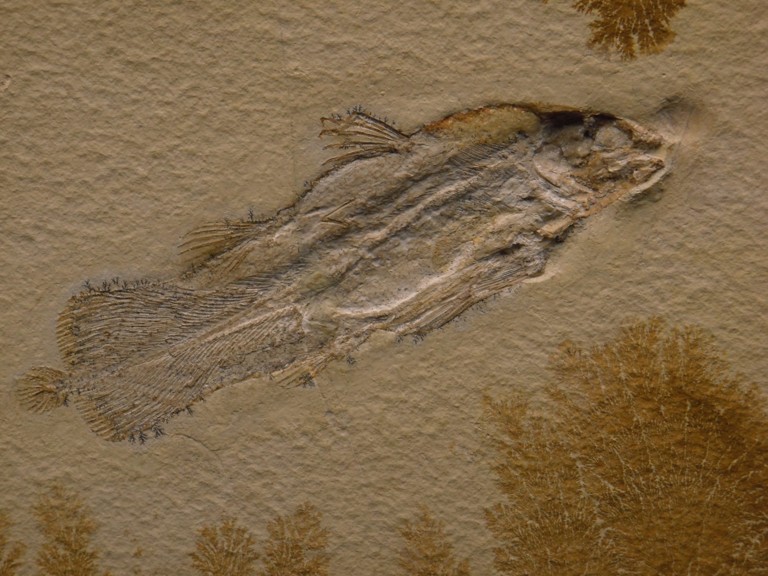 Image of a fossilized coelacanth from millions of years ago.