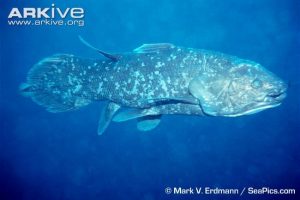 Image of a coelacanth swimming today.