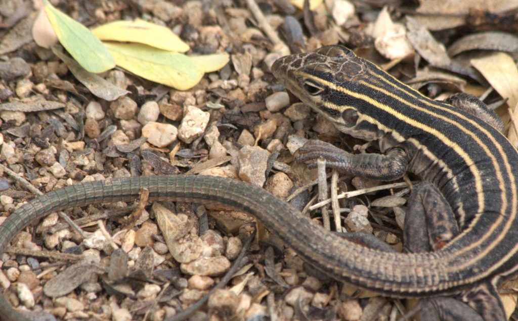 Photo depicts a whiptail lizard