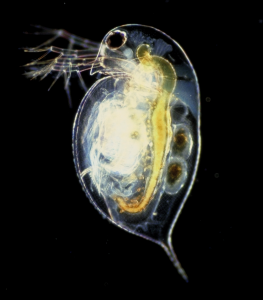 Photo depicting a microscopic water flea