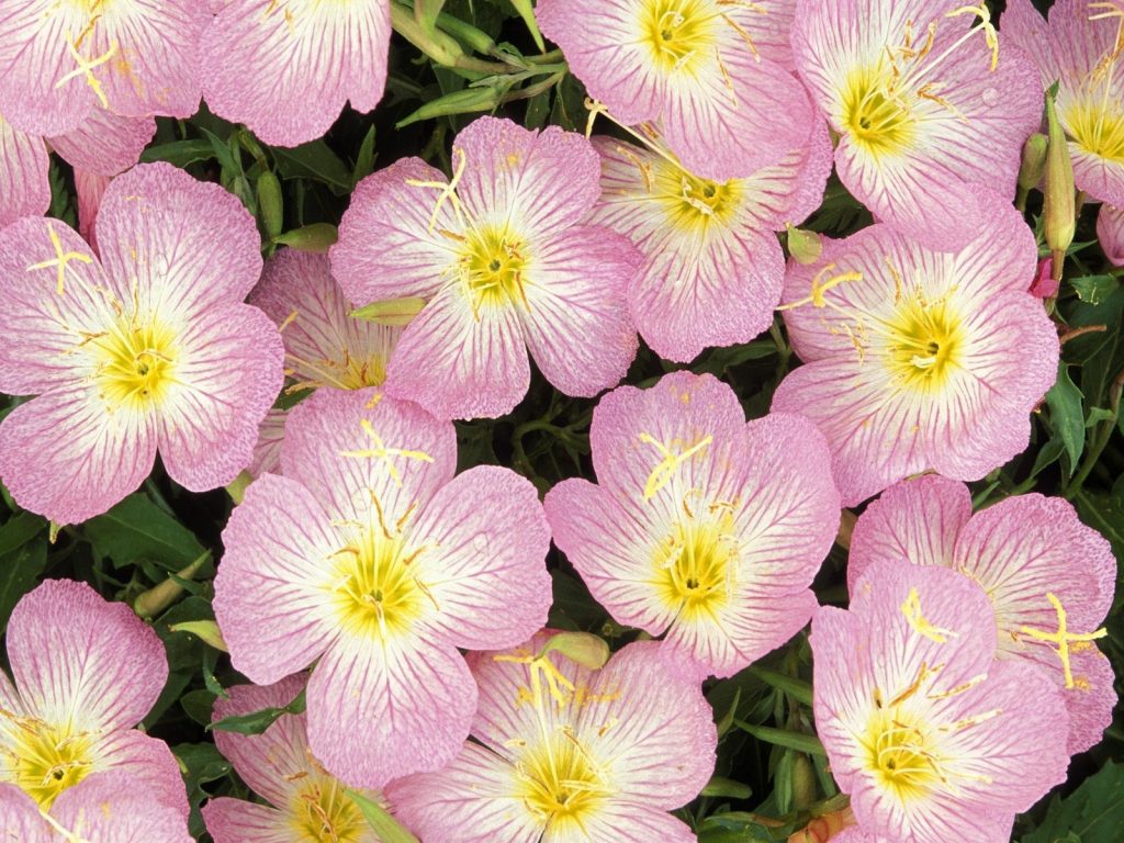 Photo depicts evening primrose blooms