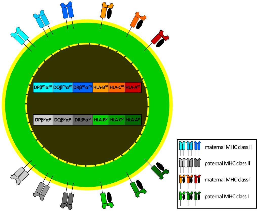 Overview about the correlation between the genetic origin on Chromosome 6 and the expression of the common MHC class I and II molecules in humans. Due to the codominance of the MHC alleles and the extreme polymorphism of the major histocompatibility complex genes, a great number of variant molecules is seen on the cells of one individual and throughout the whole population.