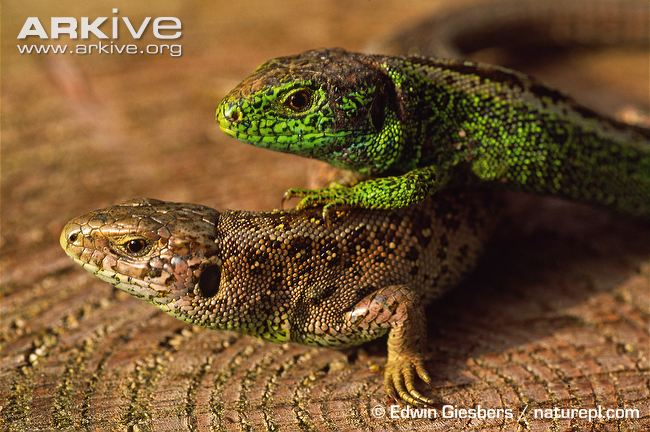 Photo depicts male and female sand lizards