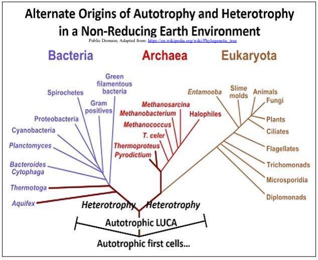 Phylogeny showing the autotrophs-first scenario