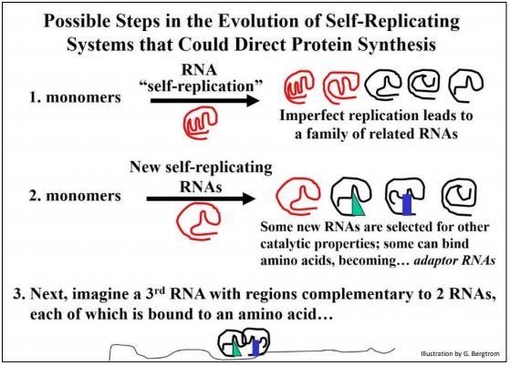 A scenario for the transition from earlier self-replicating RNA events to the translation of proteins from mRNAs