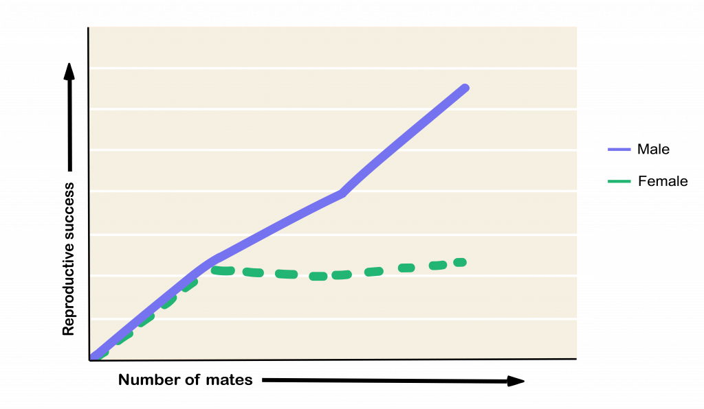 Graph depicts reproductive success increasing for males as number of mates increases. For females, the graph plateaus - reproductive success does not keep increasing with number of mates.