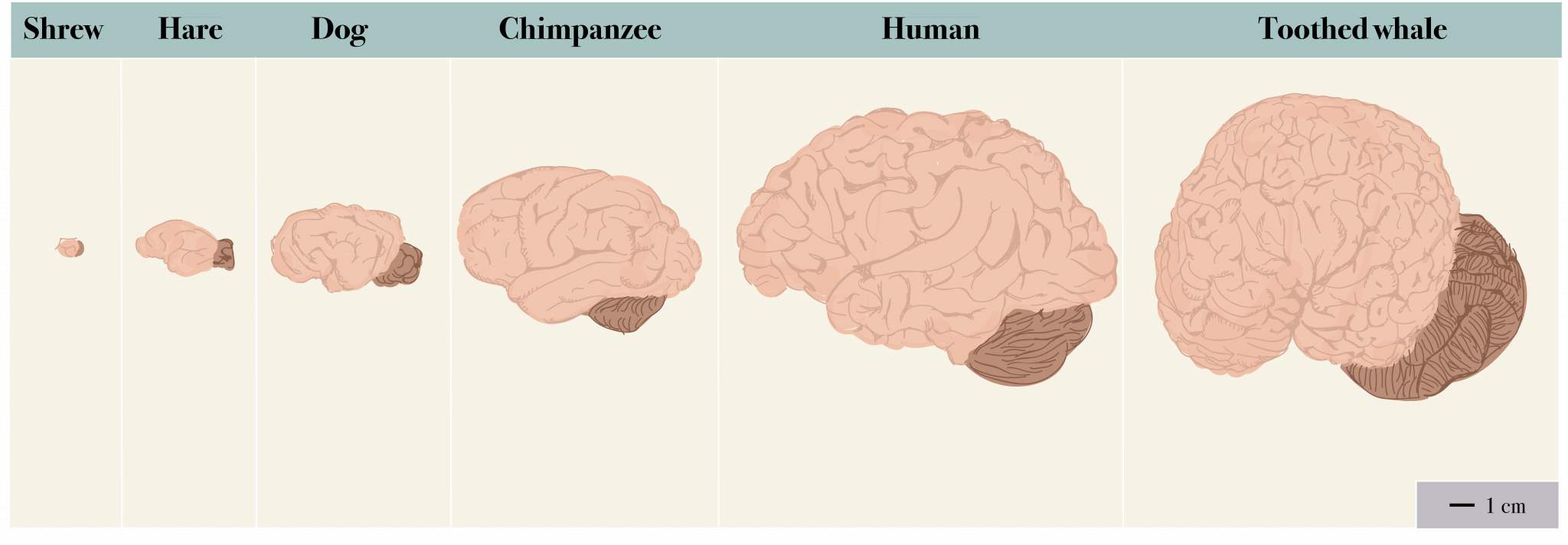 Is the Brain Another Object of Sexual Desire? – Introductory Biology