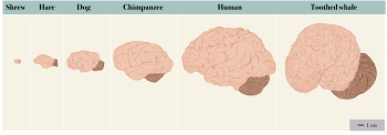 Is the Brain Another Object of Sexual Desire? – Introductory Biology ...