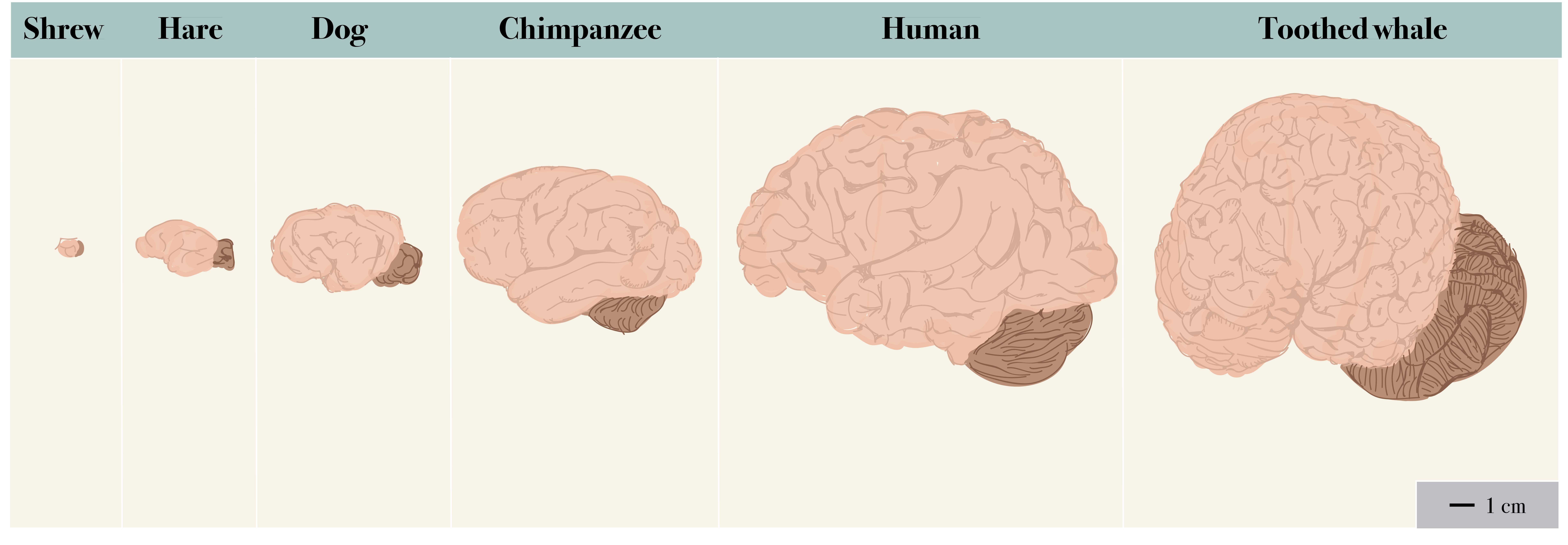 Graphic depicts mammalian brain size from small, shrew, to large, toothed whale.