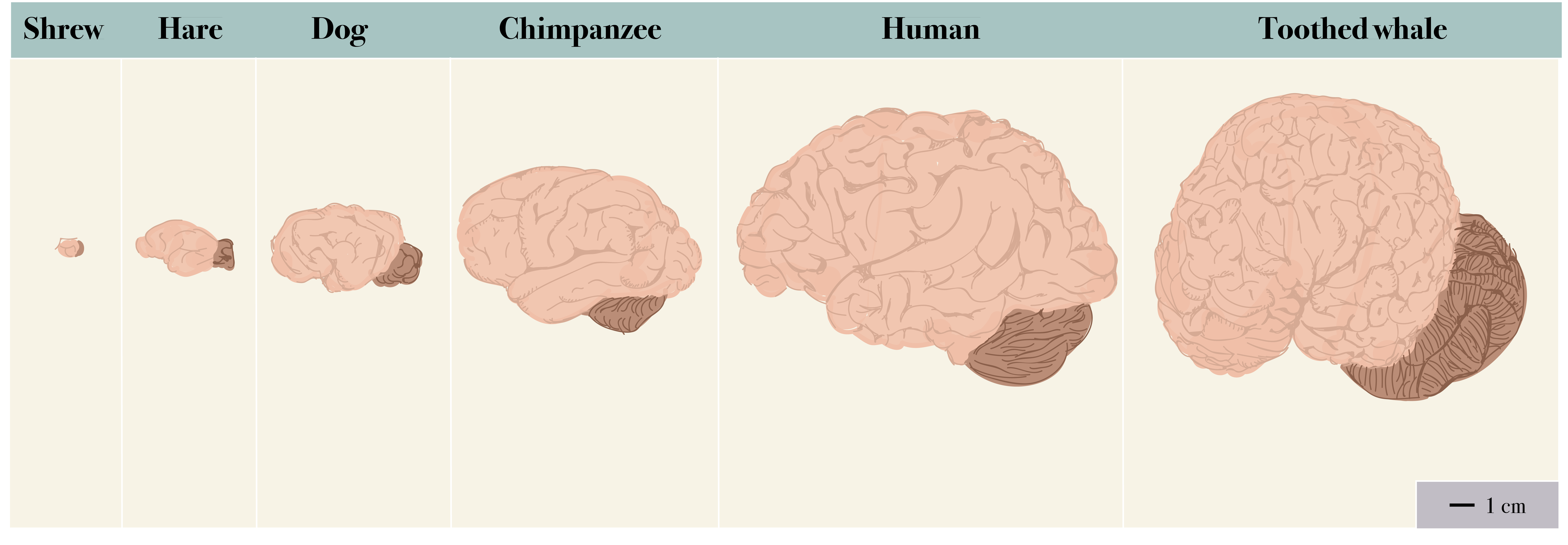 what dog has the smallest brain