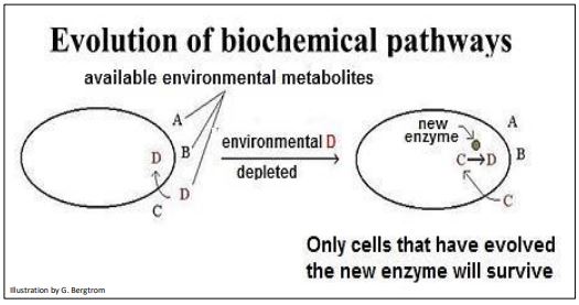 D-limited environment would select the mutant cell for survival and reproduction