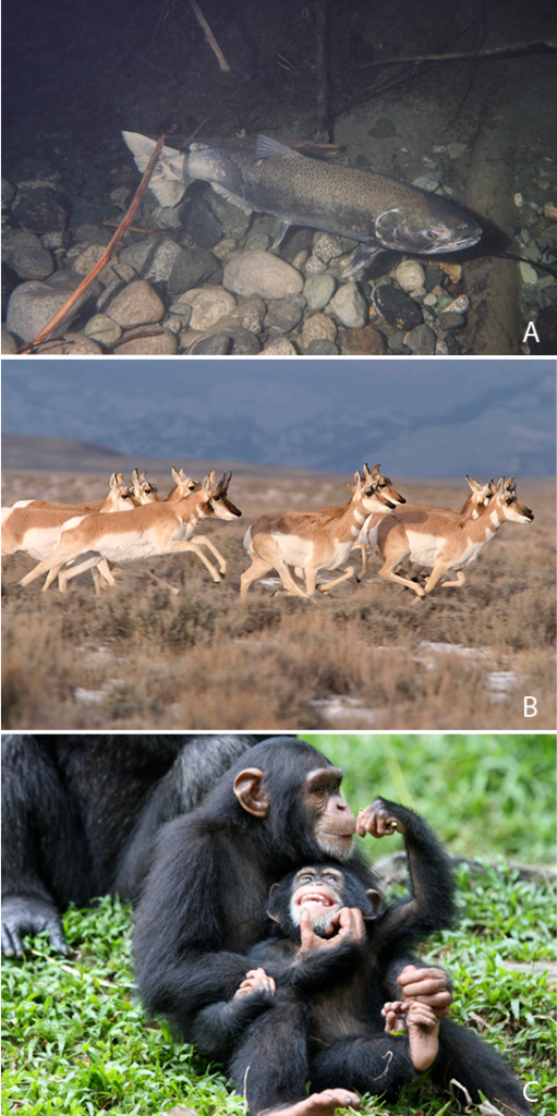 Three photos are shown: Photo (a) shows a salmon swimming, Photo (b) shows pronghorn antelope running on a plain, Photo (c) shows chimpanzees.
