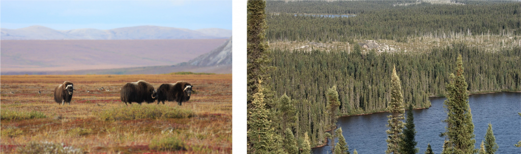 Tundra (left) is a biome at far northern latitudes characterized by grasses and shrub vegetation and permafrost beneath the seasonally thawed soil. Musk oxen, geese, caribou (reindeer), Arctic fox, Arctic hare, snow owl, and lemmings are some of the animals that call the tundra home. Warming leads to taiga (a.k.a. boreal forest, right) with coniferous trees replacing the tundra.