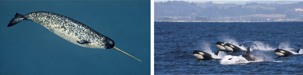 Narwhal (left) and killer whales (right).