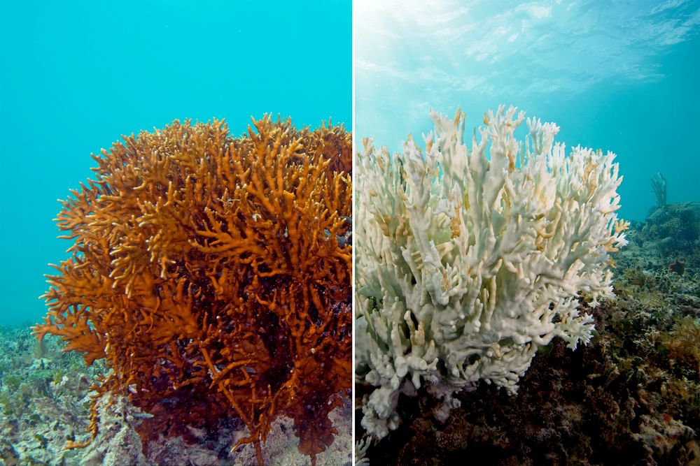 Healthy (left) and bleached (right) coral.