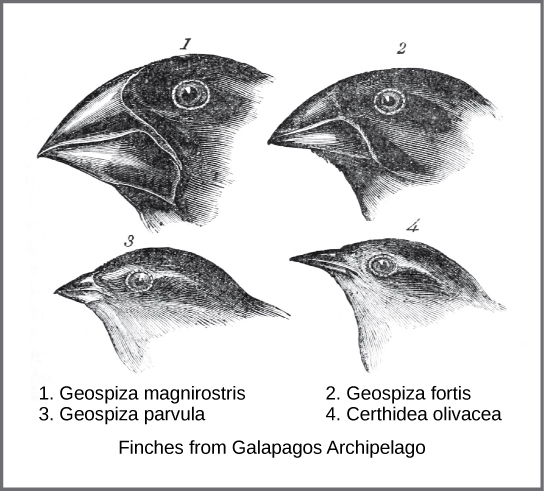 Illustration shows four different species of finch from the Galapagos Islands. Beak shape ranges from broad and thick to narrow and thin.
