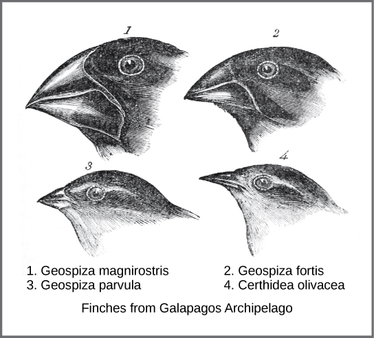 Charles Darwin And Natural Selection Introductory Biology Evolutionary And Ecological