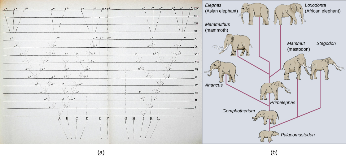 Image (a) shows a sketch of lines branching into a tree shape. At the bottom are 11 vertical lines labeled A through L. These then are branched out as they move up across the page through fourteen rows labeled with Roman numerals. Some branches make a straight line from the bottom row to the top row, others keep branching out further at each row, and some are straight partway through the rows until they connect to an existing branch or form no connection and instead stop. The top four rows each consists of a single line from a branch tip; there are 6 branch tips at row X I; to one of 15 individual final designations. Illustration B shows the evolution of modern African and Asian elephants from a common ancestor, the Palaeomastodon. The Palaeomastodon was similar to modern elephants; however, it was smaller and had a long nose instead of a trunk. Side branches of the elephant evolutionary tree gave rise to mastodons and mammoths. The mammoth is more closely related to modern elephants than the mastodon.