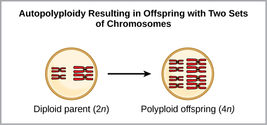 Autopolyploidy results in offspring with two sets of chromosomes. In the example shown, a diploid parent, 2 n produces polyploid offspring 4 n.