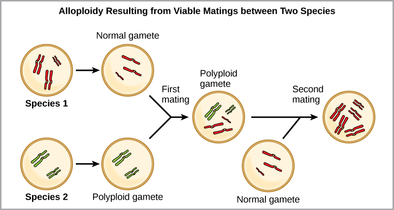 Speciation Definition Evolution