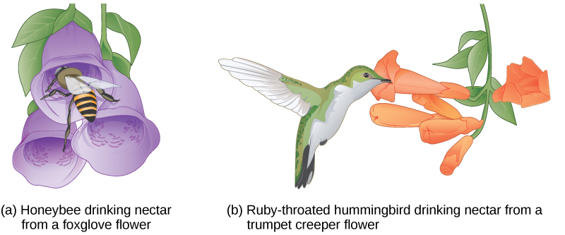 Illustration a shows a bee collecting pollen from a bright purple foxglove flower. The bee's body fits inside the bell like flower. Illustration B shows a hummingbird drinking nectar from a long tube like trumpet creeper flower.