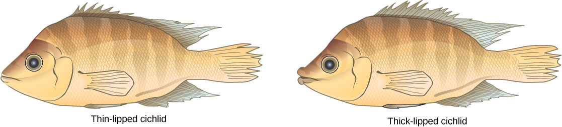 Illustrations show two species of cichlid fish which are similar in appearance except that one has thin lips, and one has thick lips.
