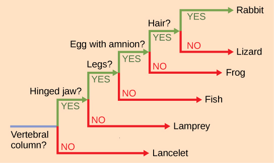 The ladder-like phylogenetic tree starts with a trunk at the left. A question next to the trunk asks whether a vertebral column is present. If the answer is no, a branch leads downward to lancelet. If the answer is yes, a branch leads upward to another question: is a hinged jaw present? If the answer is no, a branch leads downward to lamprey. If the answer is yes, a branch leads upward to another question: are legs present? If the answer is no, a branch leads downward to fish. If the answer is yes, a branch leads upward to another question: does the egg have amnion? If the answer is no, the branch leads downward to frog. If the answer is yes, the branch leads upward to another question: is hair present? If the answer is no, the branch leads downward to lizard. If the answer is yes, the branch leads upward to rabbit.