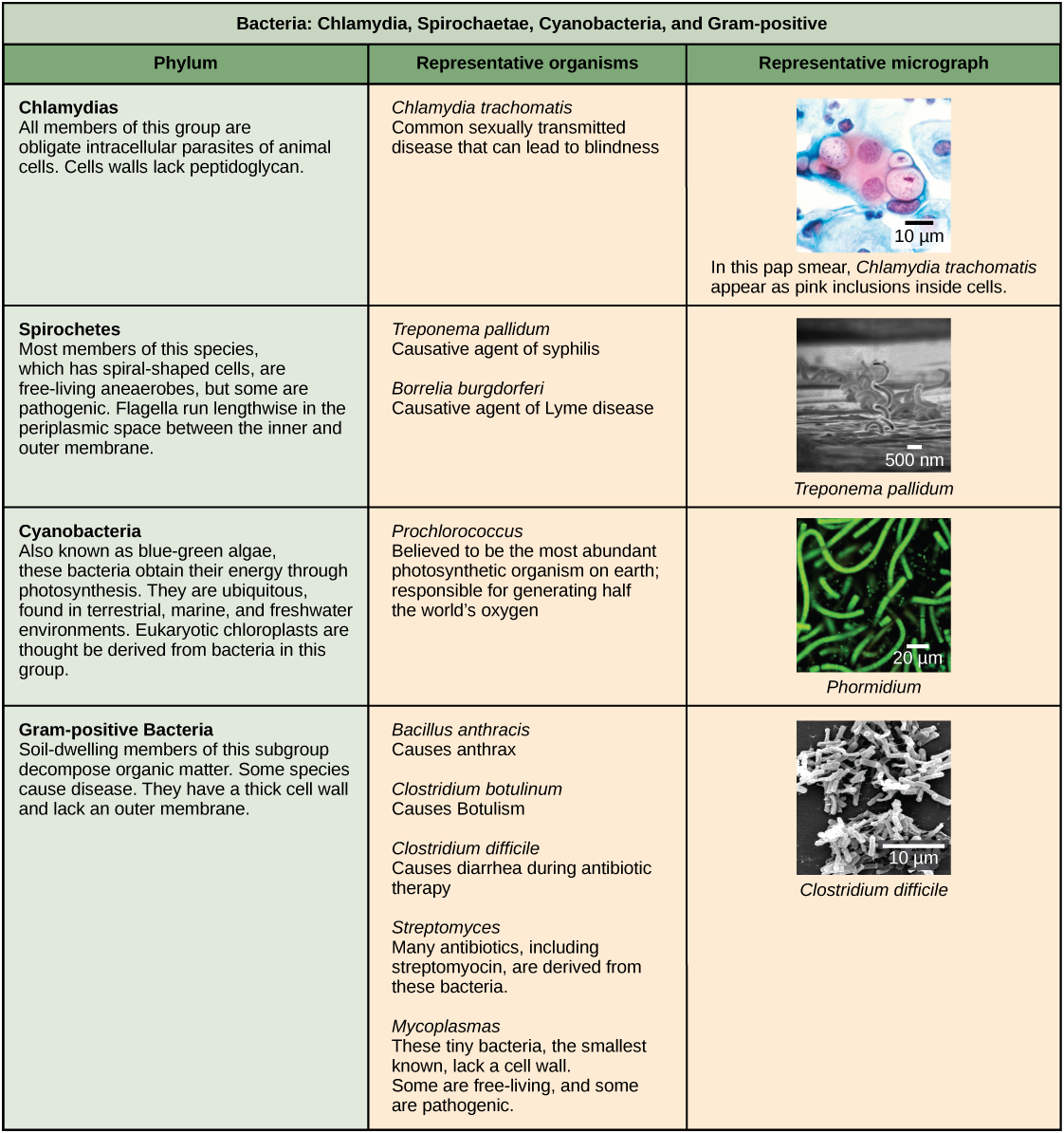Other bacterial phyla. Chlamydia, Spirochetes, Cyanobacteria, and Gram-positive bacteria are described in this table. Note that bacterial shape is not phylum-dependent; bacteria within a phylum may be cocci, rod-shaped, or spiral.