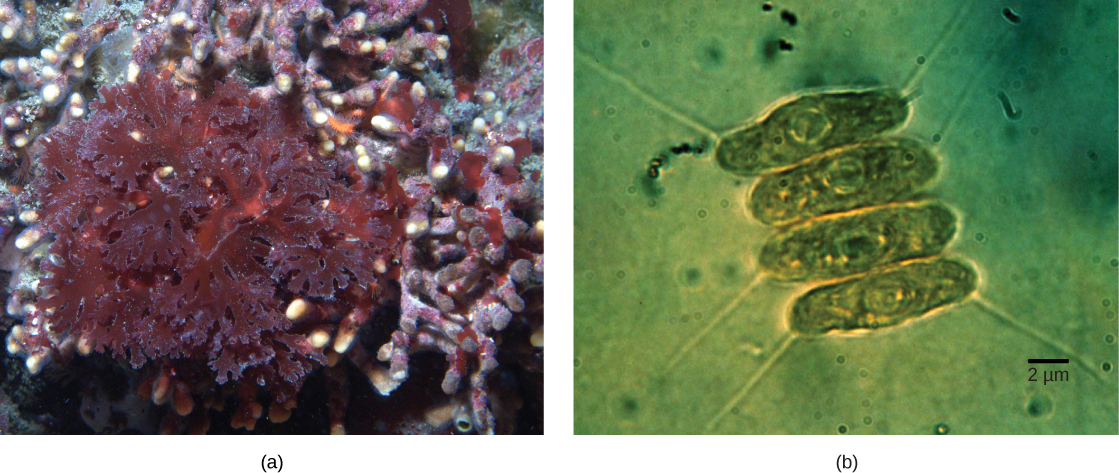 Part a shows red algae with lettuce-like leaves. Part b shows four oval green algae cells stacked next to each other. The cyanobacteria are about 2 micrometers across and 10 micrometers long.