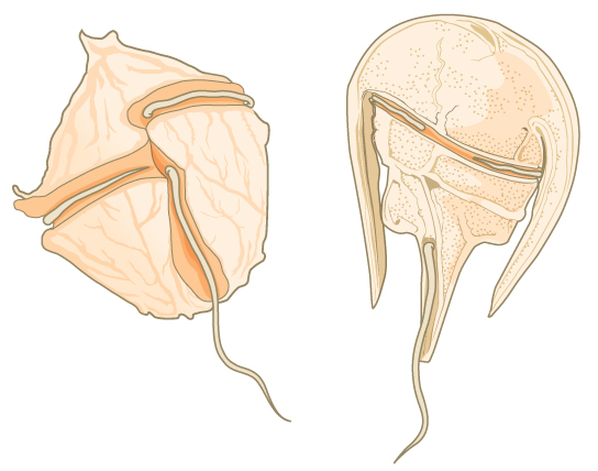 The illustration shows two dinoflagellates. The first is walnut-shaped, with a groove around the middle and another perpendicular groove that starts at the middle and extends back. Flagella fit in each groove. The second dinoflagellate is horseshoe-shaped, with the body extending from the wide part of the horseshoe toward the narrow end. Like the first dinoflagellate, this one has two perpendicular grooves, each containing a flagellum.