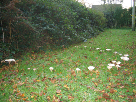 Photo shows toadstool muschrooms growing on a lawn, and forming a large circle.